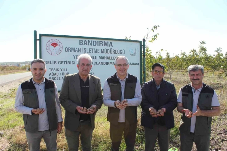 (Özel) Güney Marmara’da ceviz yüz güldürdü
