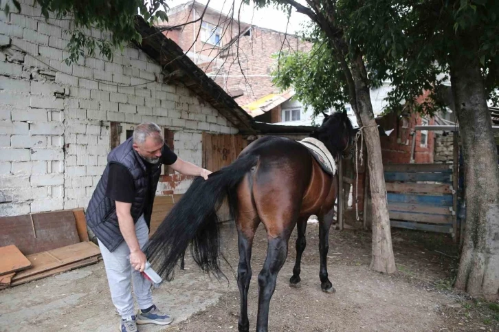 (Özel) "Uludağ" isimli tay annesinin karnındayken satıldı
