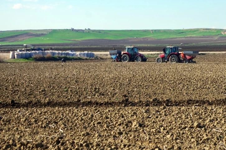 Patates tohumları toprakla buluşuyor
