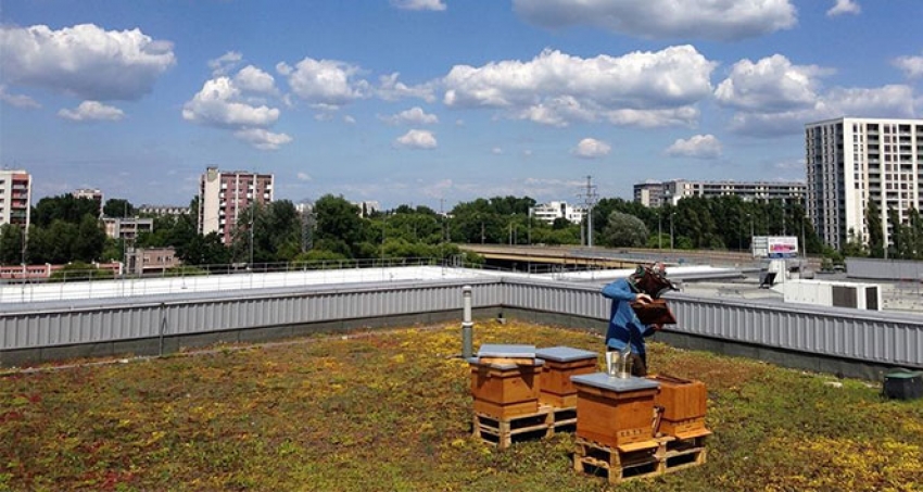 Polonyalı ekonomist plazaların çatısında arıcılık yapıyor