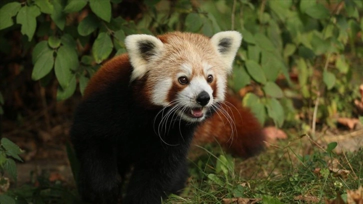 Polonya'da erkek kızıl panda "yalnız kalmak için" kafesinden kaçtı