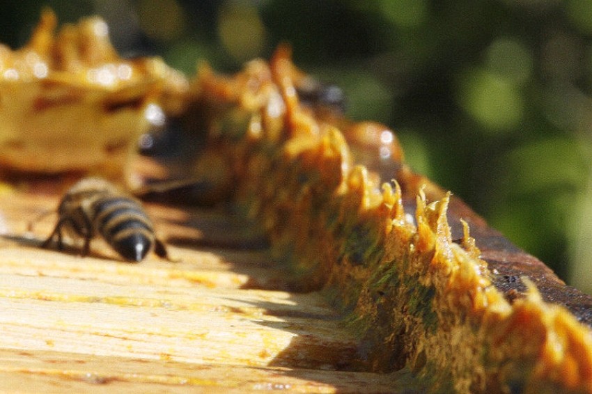 "Dünyanın en güçlü antioksidan kaynağı: Propolis"