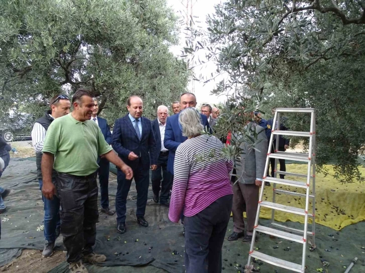 Protokol zeytin hasat etti
