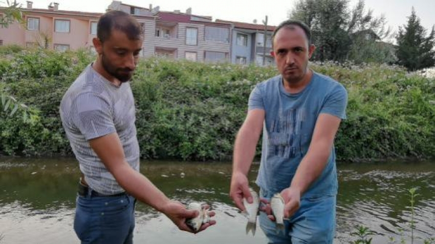 Bursa'da balık ölümleri