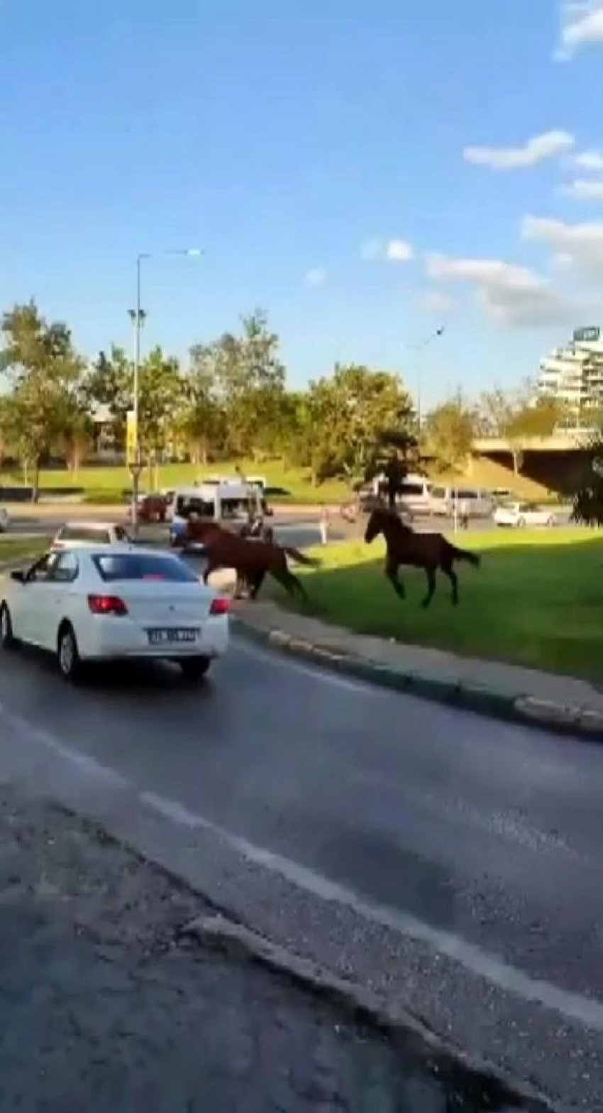 Bursalıların merak ettiği soru: Bu atlar kimin?