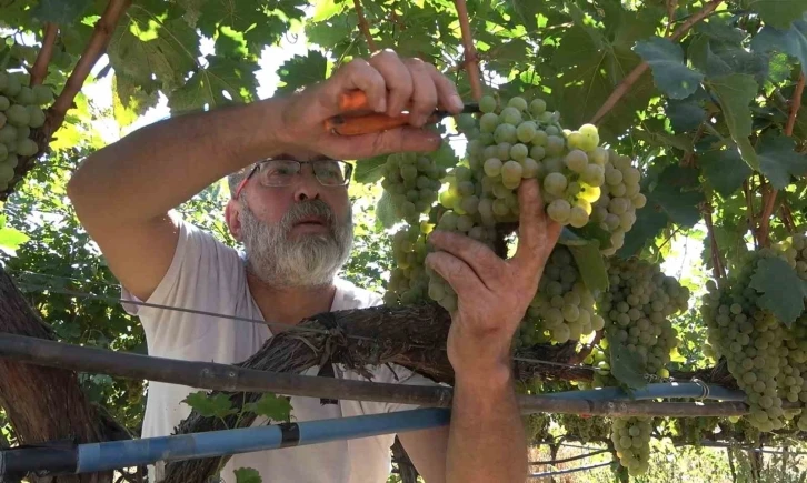 "Delice beyazı" üzümün hasadı başladı: 3 dönüm bağdan 8 ton çıktı, 240 bin liraya sattı
