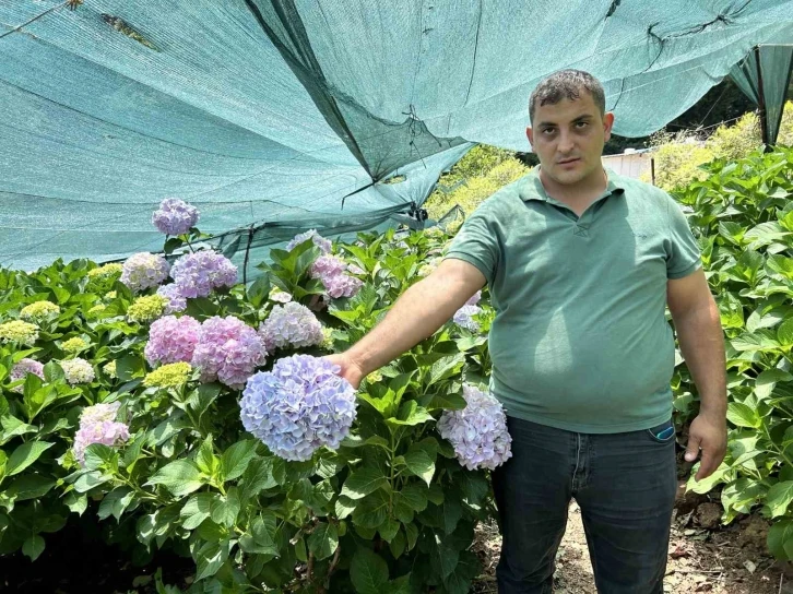 Renk cümbüşüne bürünen 5 dönümlük ortanca bahçesinde hasat vakti
