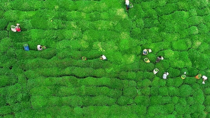 Rize'nin 5 aylık çay ihracatı 7,4 milyon doları aştı