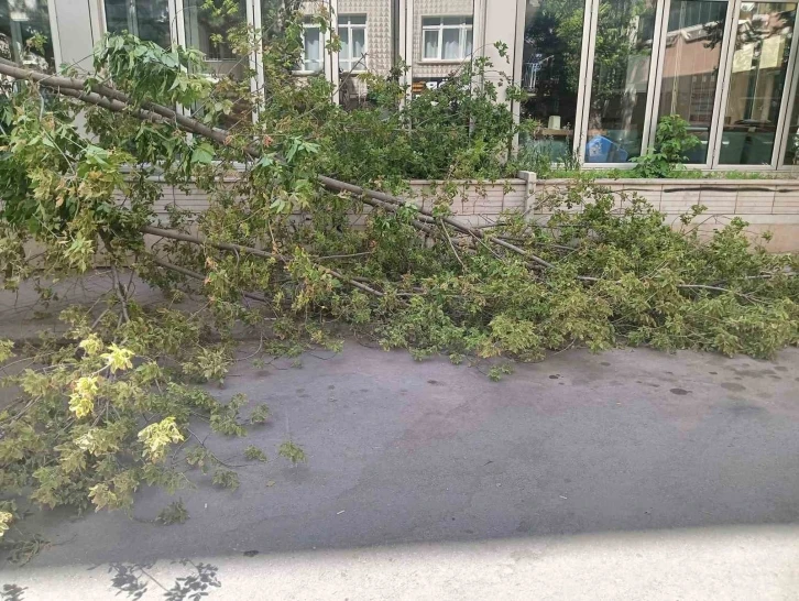 Rüzgarın devirdiği ağaç, park halindeki otomobillerin üzerine düştü
