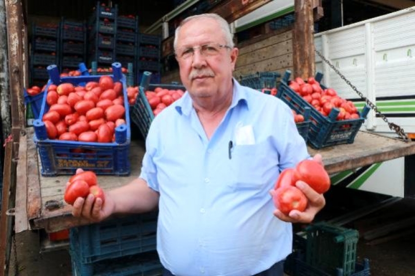 Salçalık domatesin kasası halde 15 lira