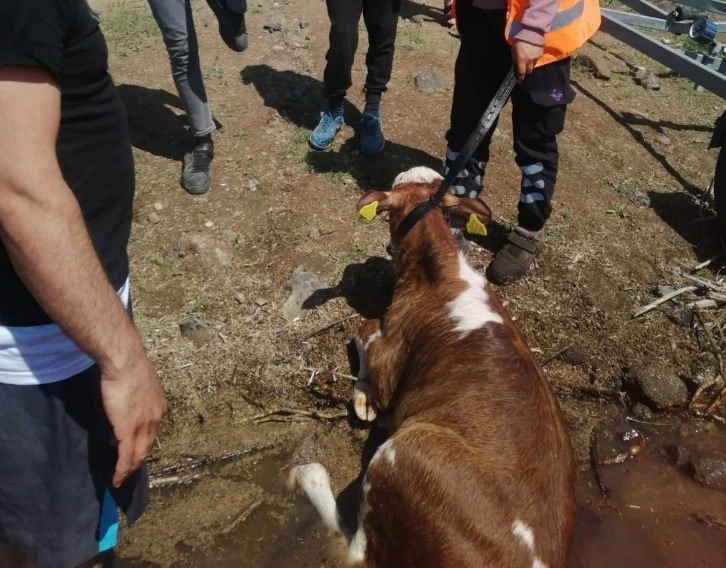 Sahibinin elinden kaçarak baraja düşen dana kurtarıldı
