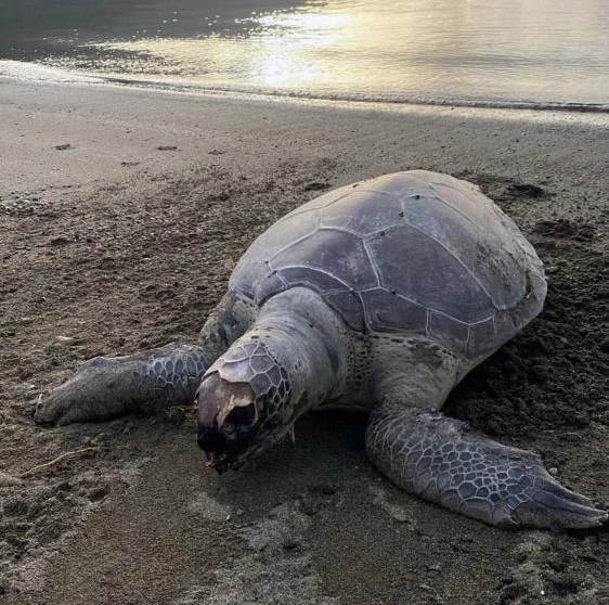 Sahilde ölü Caretta deniz kaplumbağası vurdu