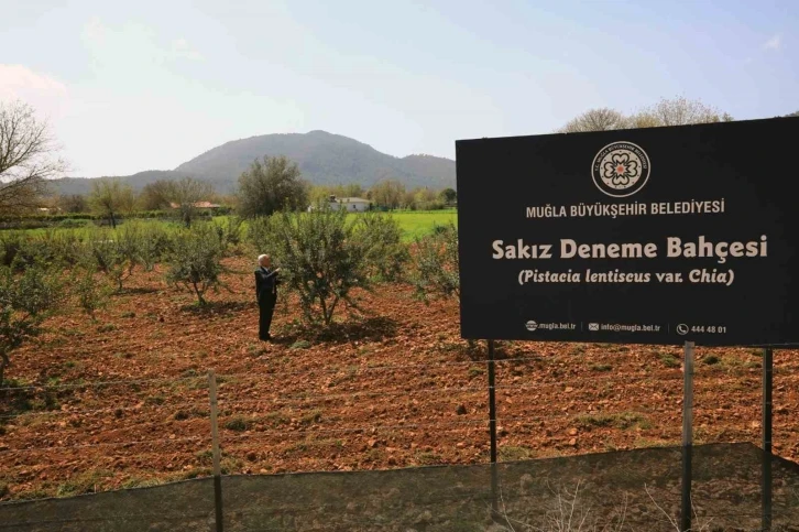 Sakız deneme bahçesi ilk ürünlerini verdi
