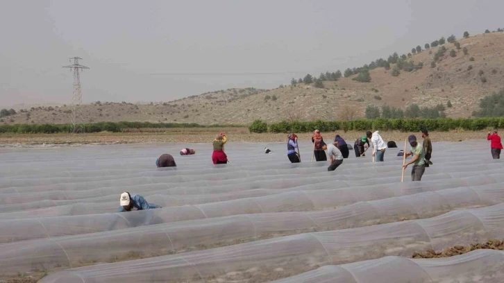 Salçalık biber fideleri toprakla buluştu
