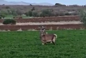 Salda Gölü kenarına bırakılan kızıl geyik yonca ve pancar tarlasında görüntülendi