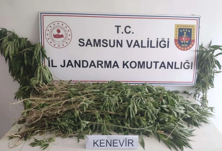 Samsun’da 2 bin 315 kök kenevir ele geçirildi
