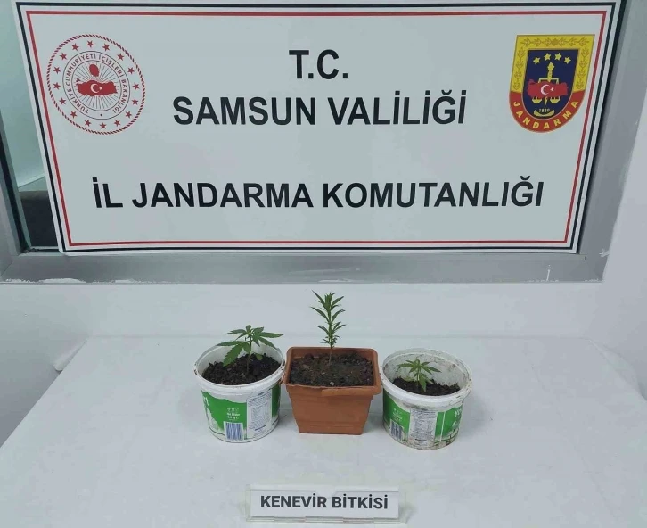 Samsun’da kenevir baskını: 1 gözaltı
