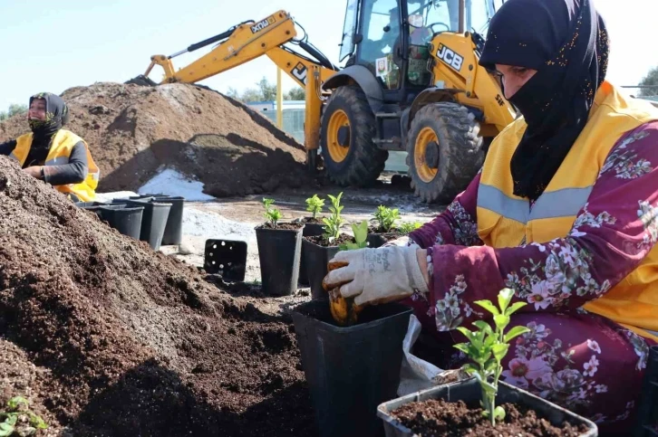 Şanlıurfa’da 5 milyondan fazla çiçek üretiliyor
