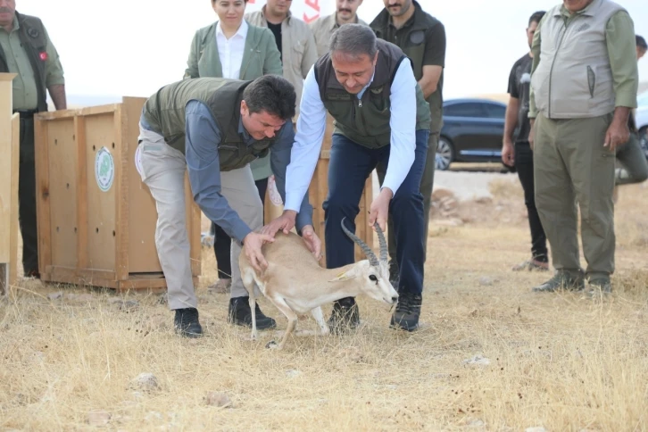 Şanlıurfa’da yetiştirilen 20 ceylan doğaya salındı
