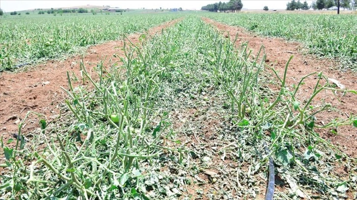 Şanlıurfa'da sağanak ve dolu, sera ve tarlalara zarar verdi