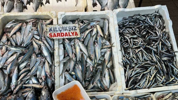 Sardalya ve hamsi balıkçıların yüzünü güldürüyor
