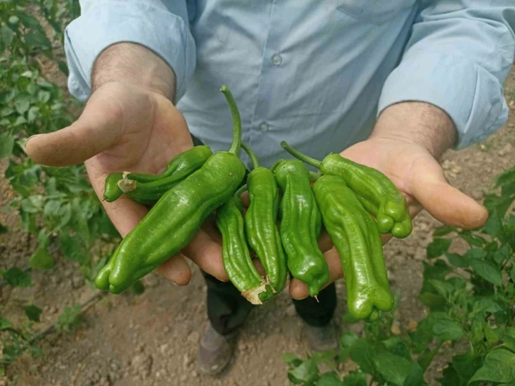 Sera üreticileri ‘Kök Boğazı’ hastalığına çözüm bulamıyor
