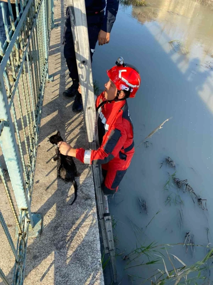 Muğla'da çaya düşen kediyi itfaiye kurtardı 