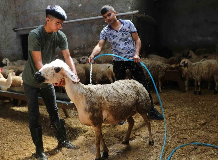 Sıcaklık 52 dereceye ulaştı, besiciler koyunları soğuk suyla yıkadı
