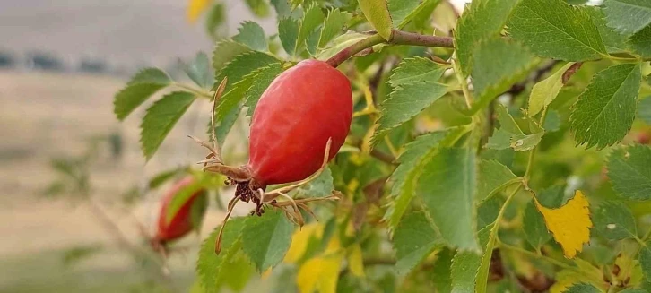 Şifa deposu kuşburnunda kış hazırlığı
