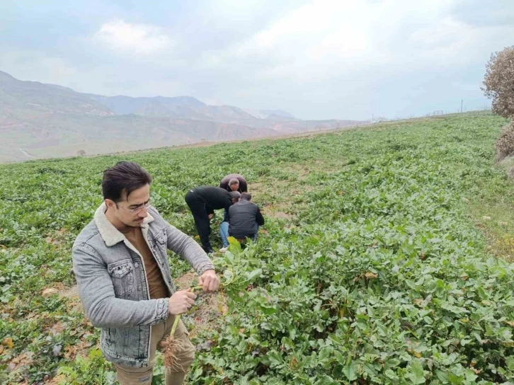 Siirt’te bağ ve bahçelerde yabancı otlarda artış yaşanıyor
