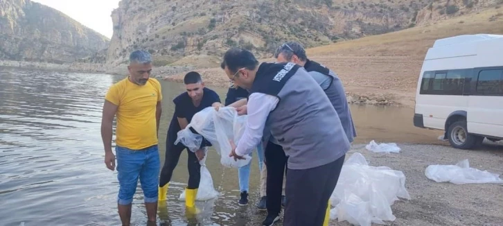 Siirt’te gölet ve baraj göllerine son 5 yılda 8 milyon sazan yavrusu bırakıldı
