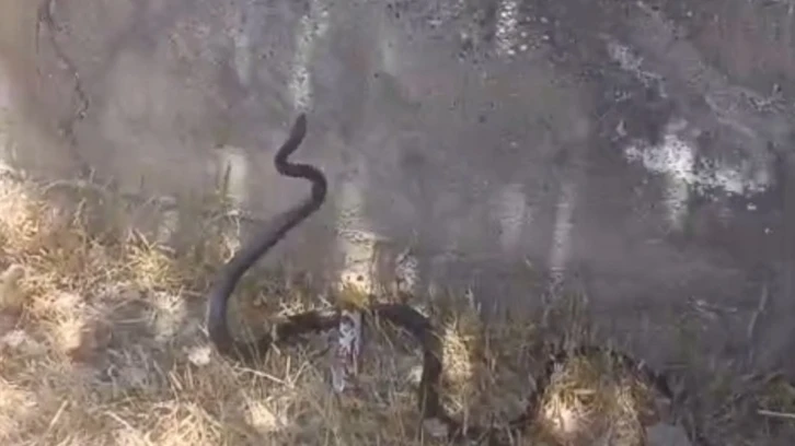 Siirt’te sokak ortasında yılan görüldü
