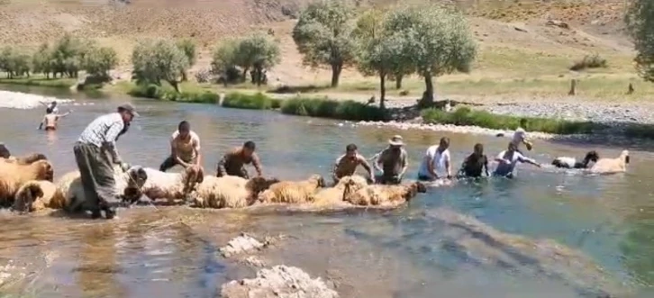 Siirt’te yıllardır kuzu yıkama günü gerçekleştiriliyor
