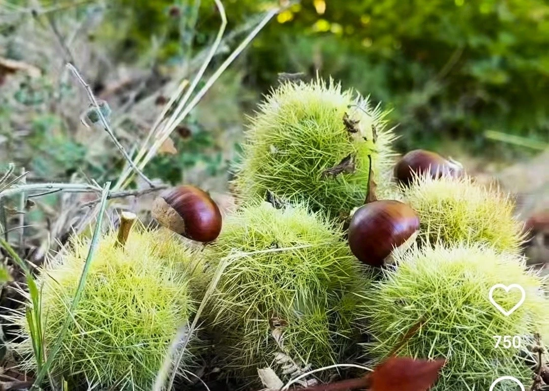 Simav’ın Kara Elması kestane hasadı başladı