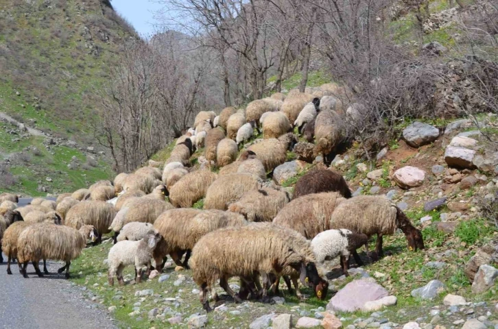 Sınırda baharın gelişiyle ahırlardan çıkarılan hayvanlar meraya salındı
