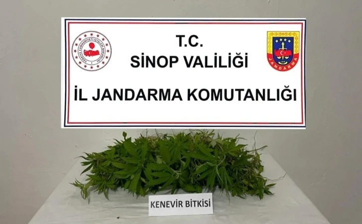 Sinop’ta 226 kök kenevir ele geçirildi
