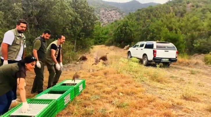 Sinop’ta 300 kınalı keklik doğaya salındı
