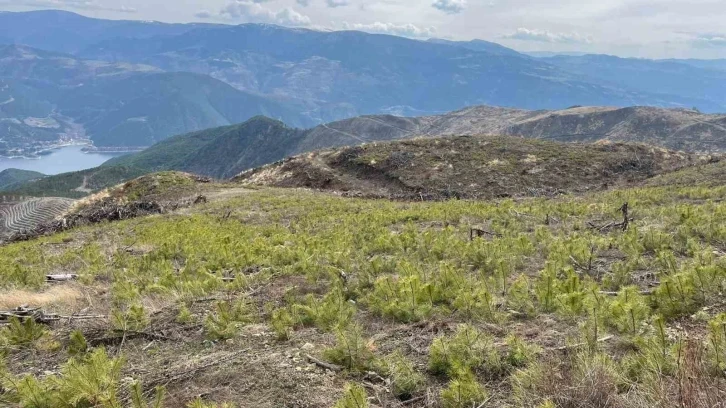 Sinop’ta 4 yıl önce yanan bölge yeniden yeşeriyor
