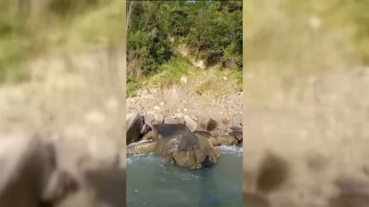 Sinop’ta amatör balıkçılar deniz karındaki yavru ayıları besledi
