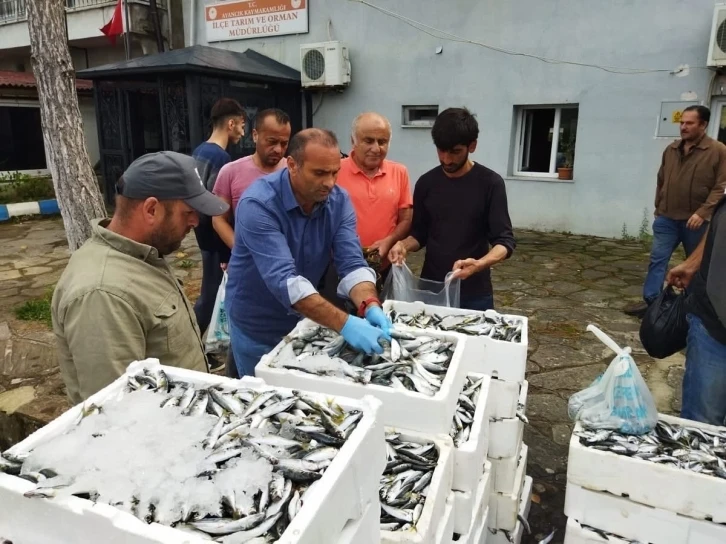 Sinop’ta yasa dışı avlanan 70 kasa balığa el konuldu
