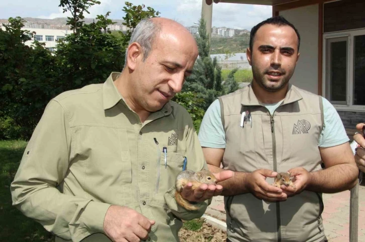 Şırnak’ta 8 sincap yavrusu ele geçirildi
