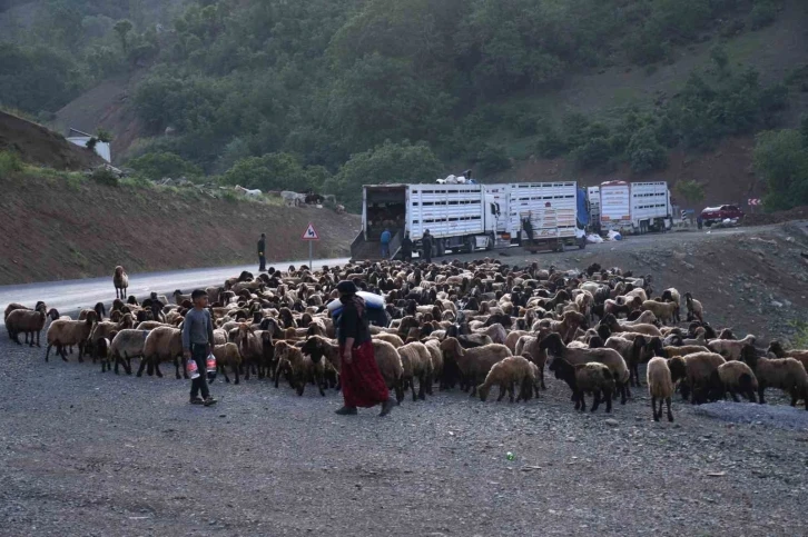 Şırnak yaylalarına göçer akını başladı
