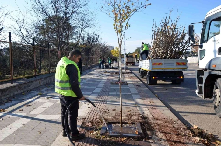 Siverek'te ağaçlandırma çalışması sürüyor