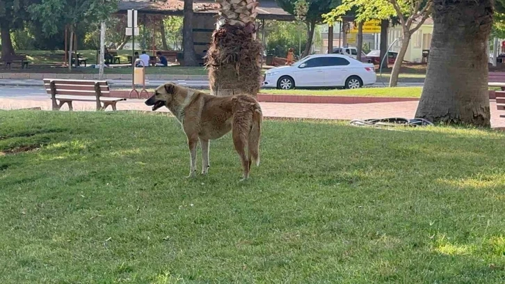 Siverek’te kuduz vakası, bir kişi hastaneye kaldırıldı
