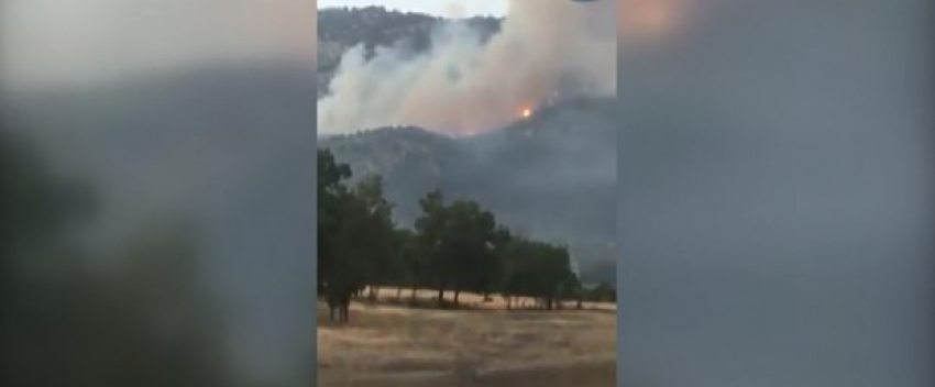  Ankara'daki ormanlık alanda yangın