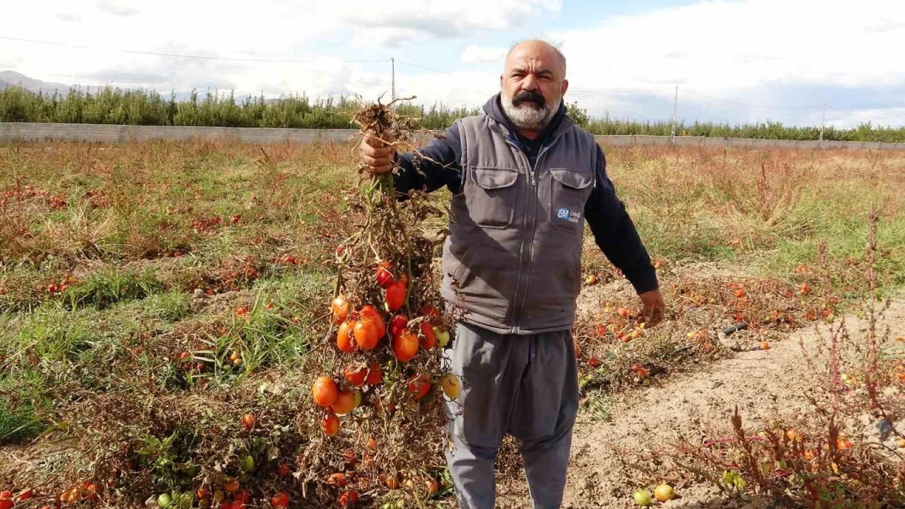 Soğuk hava tarlaları vurdu, tonlarca sebze dondu
