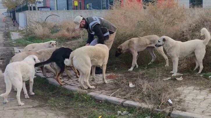 Sokak hayvanlarının can dostu HAYDİ polisleri: Onlarcasını elleriyle beslediler
