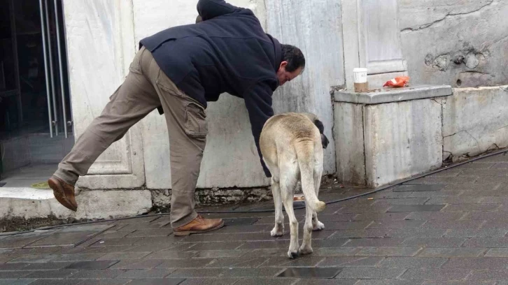 Sokak köpekleri İstiklal Caddesi’ndeki bir lokantanın müdavimi oldu
