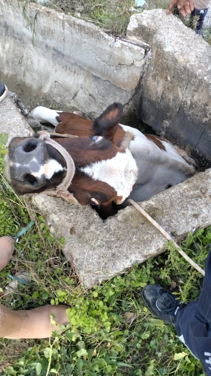 Sulama kanalı çukuruna düşen inek kepçeyle kurtarıldı
