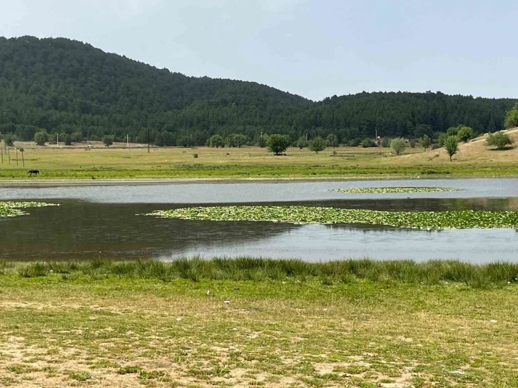 Süleymanlı Yayla Gölünde nilüfer şöleni başladı
